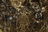 Polished Fossil Stromatolite Colony on Petrified Reed - Utah #365970-1